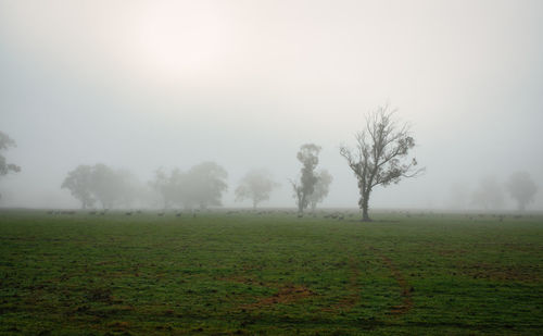 Trees on field against sky