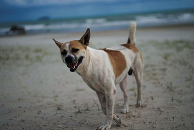 Portrait of dog on beach