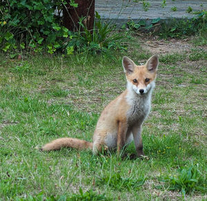 Portrait of cat sitting on grass