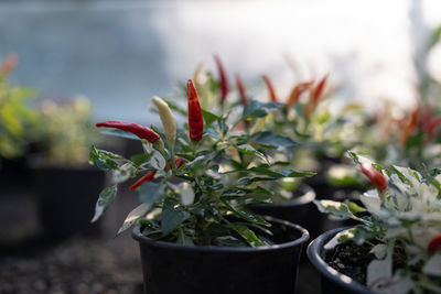 Closeup bushes with paprika fruits grown by agricultural specialists in modern greenhouse