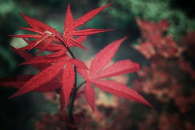 Close-up of red maple leaves on tree