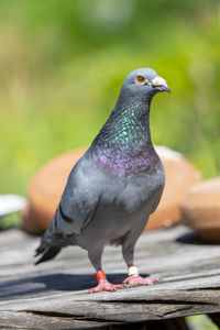 Close-up of pigeon