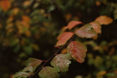 Close-up of plants during autumn