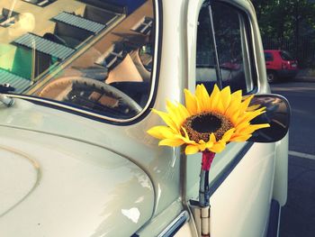 Sunflower tied to side-view mirror of car