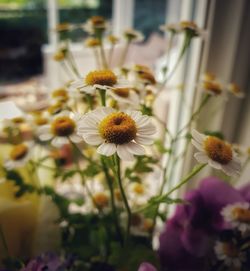 Close-up of white flowering plants