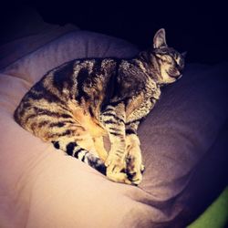 Cat sleeping on bed