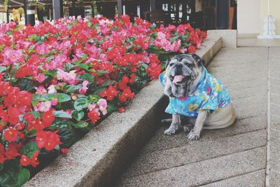 View of dog with pink flowers