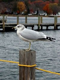 Seagull perching on wooden post