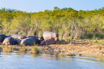 View of elephant in lake against sky