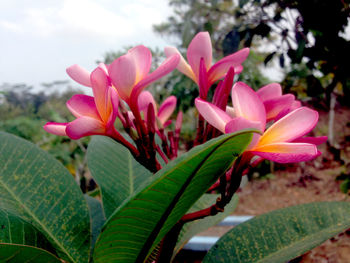 Close-up of pink flowering plant