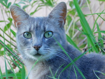 Close-up portrait of cat by plant