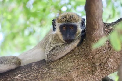 Close-up of monkey sitting on tree