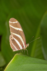 Close-up of butterfly on leaf