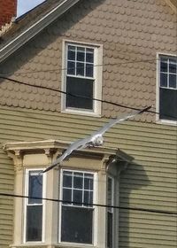 Bird perching on window of house