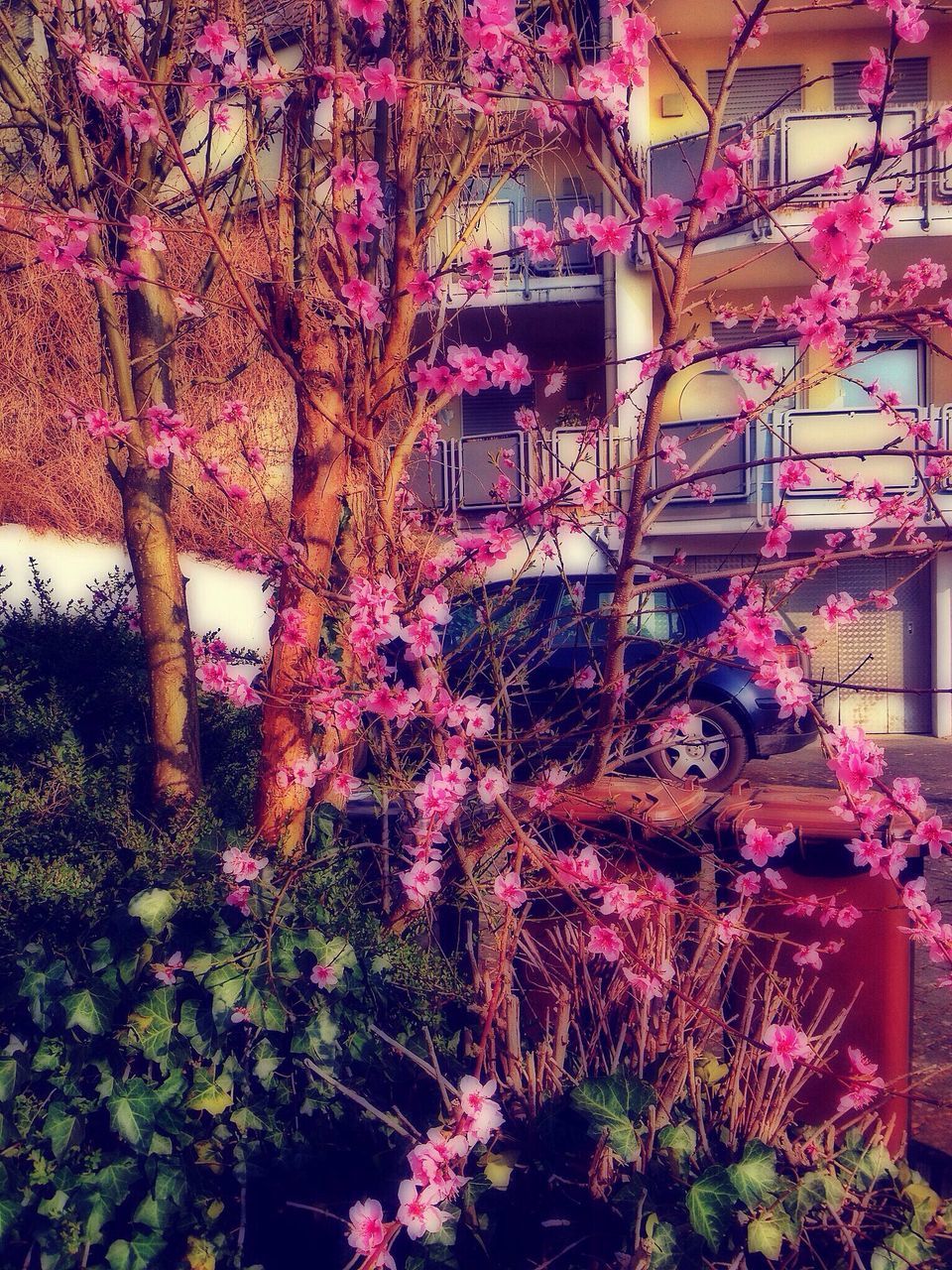 flower, growth, plant, tree, freshness, built structure, pink color, building exterior, nature, beauty in nature, architecture, fragility, house, in bloom, branch, outdoors, purple, blooming, growing, no people