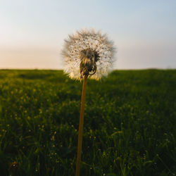 Close-up of dandelion on field