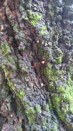 Full frame shot of tree trunk