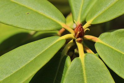 Close-up of leaves