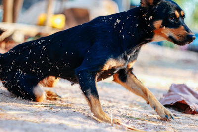 Close-up of dog running on field