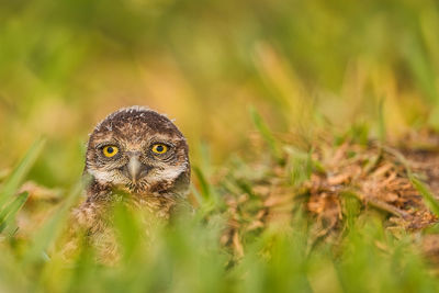 Close-up of an owl on grass