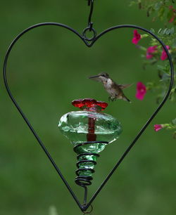 Close-up of bird perching on feeder