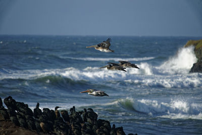 Seagulls flying over sea against sky