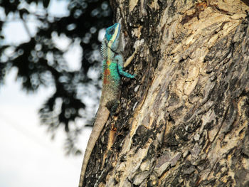 Close-up of lizard on tree trunk