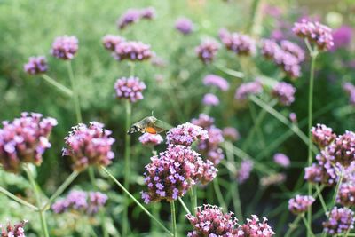 Close-up of hummingbird moth on pink flower