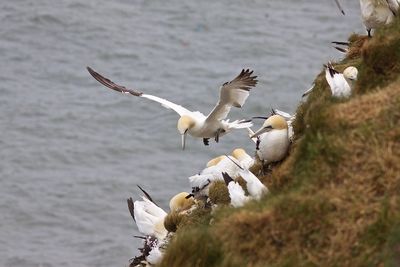 Seagulls flying over sea shore