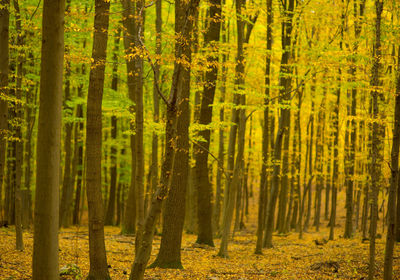 Panoramic view of pine trees in forest