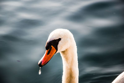 Close-up of swan swimming in lake