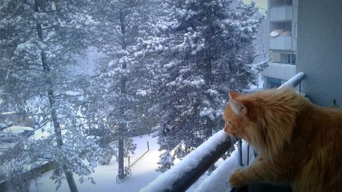 Cat on snow covered trees