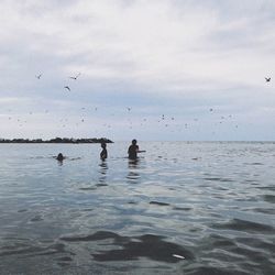 Birds flying over sea against sky