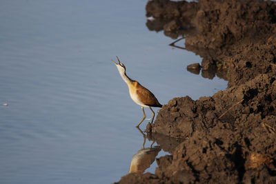 High angle view of bird drinking water on rock