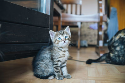 Portrait of cat sitting on hardwood floor