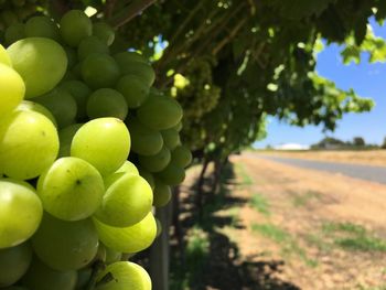 Close-up of grapes on tree