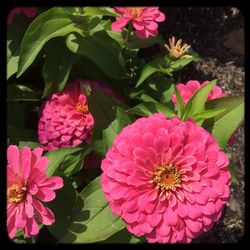 Close-up of pink flowers