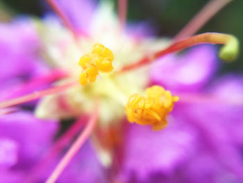 Macro shot of pink flower