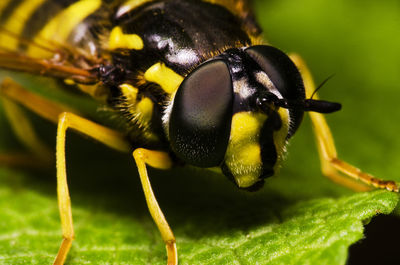 Macro shot of insect on leaf
