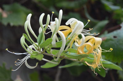 Close-up of white flowering plant