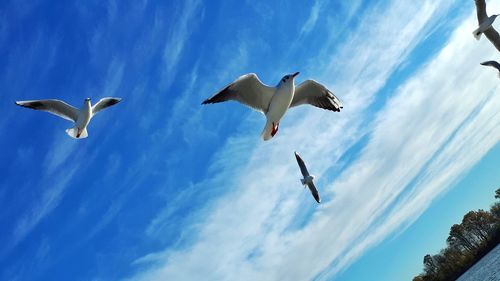 Low angle view of seagulls flying