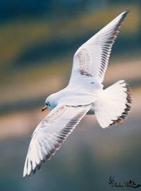 Close-up of seagull flying