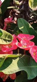 High angle view of pink flowering plant leaves