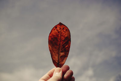 Close-up of hand holding leaf against sky