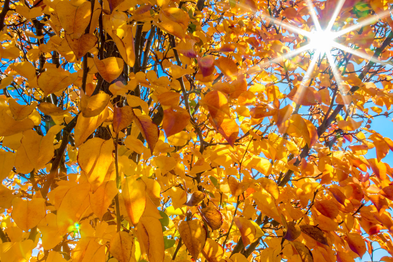 LOW ANGLE VIEW OF YELLOW FLOWERS