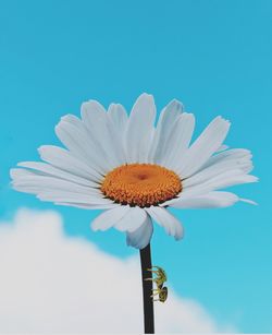 Close-up of white daisy against blue sky