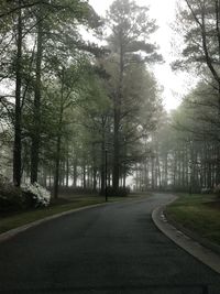 Empty road amidst trees in forest