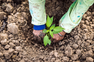 Cropped hands planting outdoors