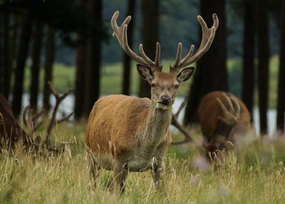 Red deer standing on grassy field