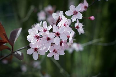 Close-up of pink cherry blossoms in spring